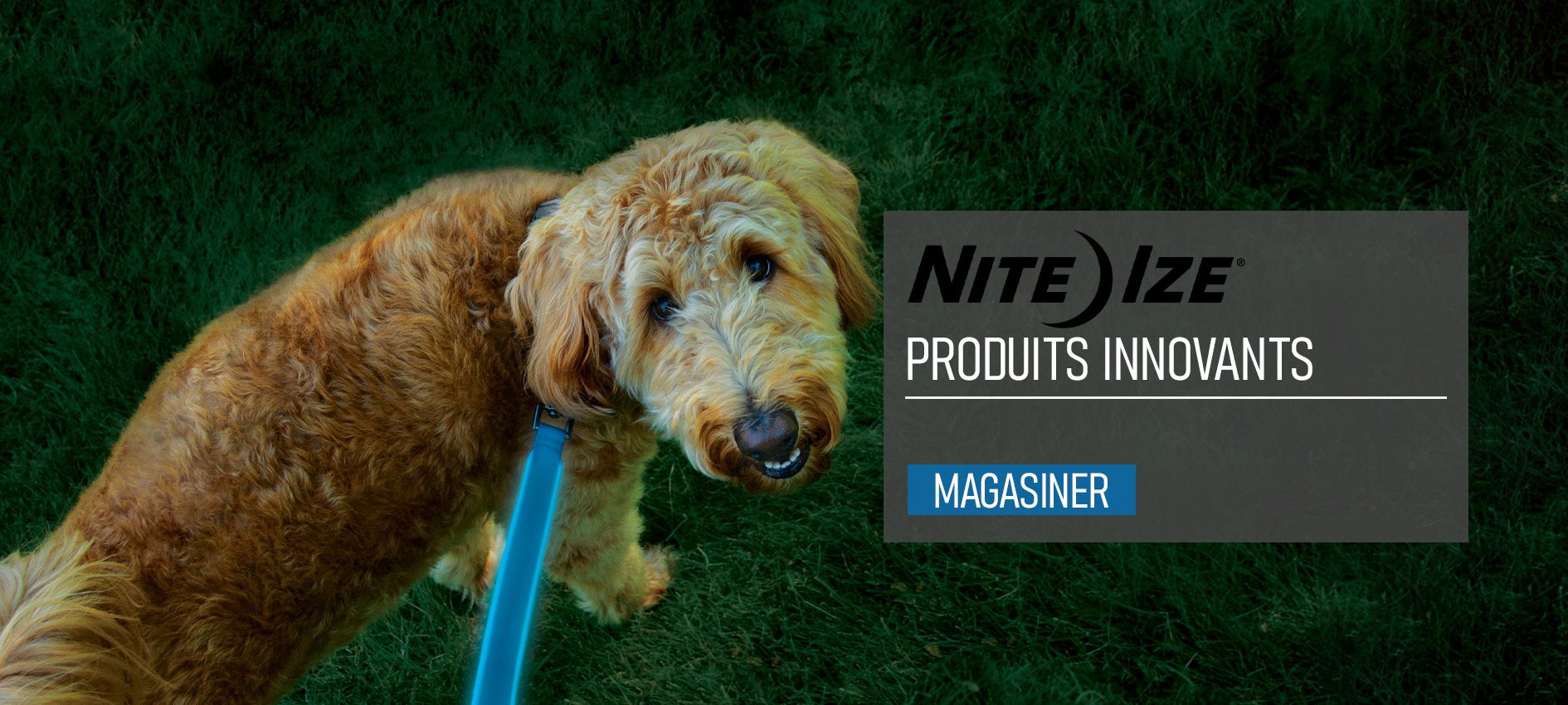 Laisse à DEL rechargeable NiteDog Nite Ize – bleue Laisse à DEL rechargeable NiteDog Nite Ize bleue pour chien